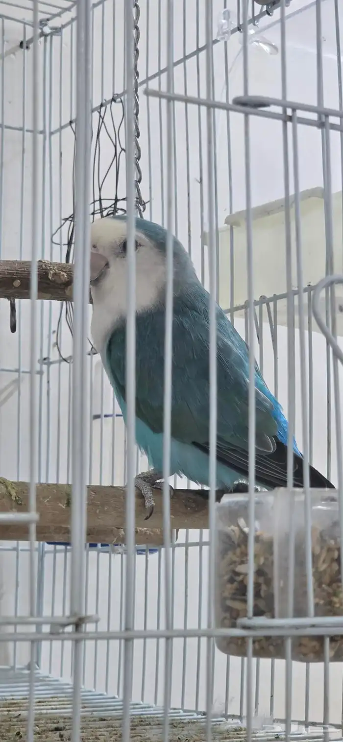 روز ذكر للبيع غير اليف بصحة جيدة 0