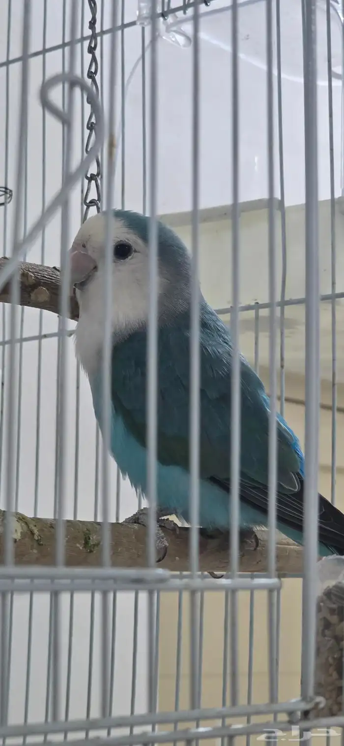 روز ذكر للبيع غير اليف بصحة جيدة 1