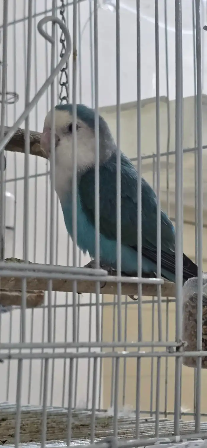 روز ذكر للبيع غير اليف بصحة جيدة 2