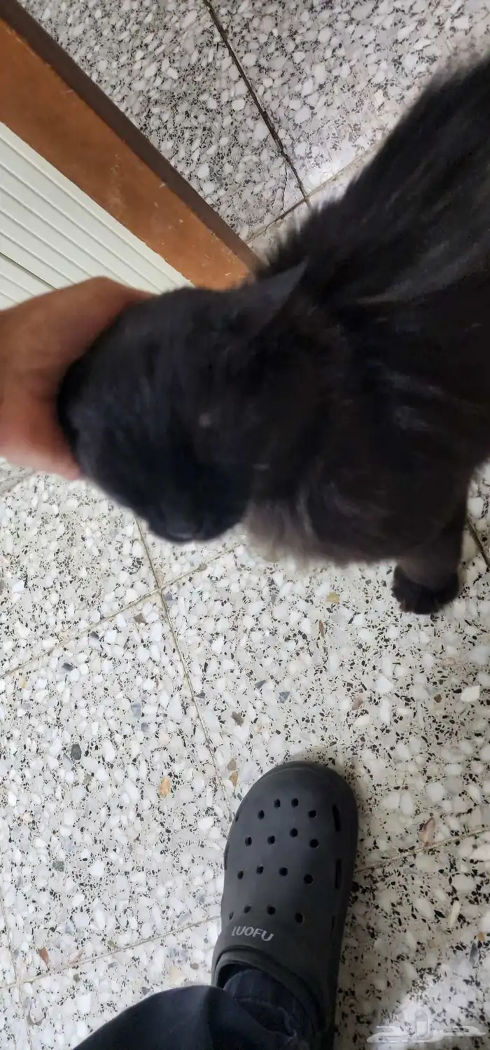 قطة لطيفة للتبني 2