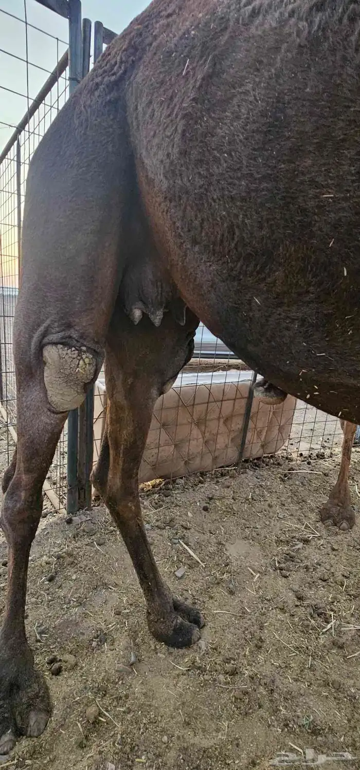 أعرض لكم ناقه لقحه مصفر 0