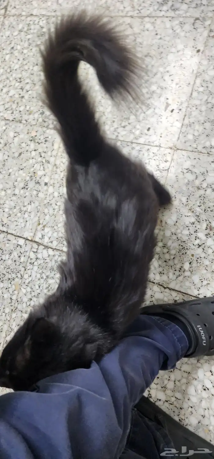 قطة لطيفة للتبني 3