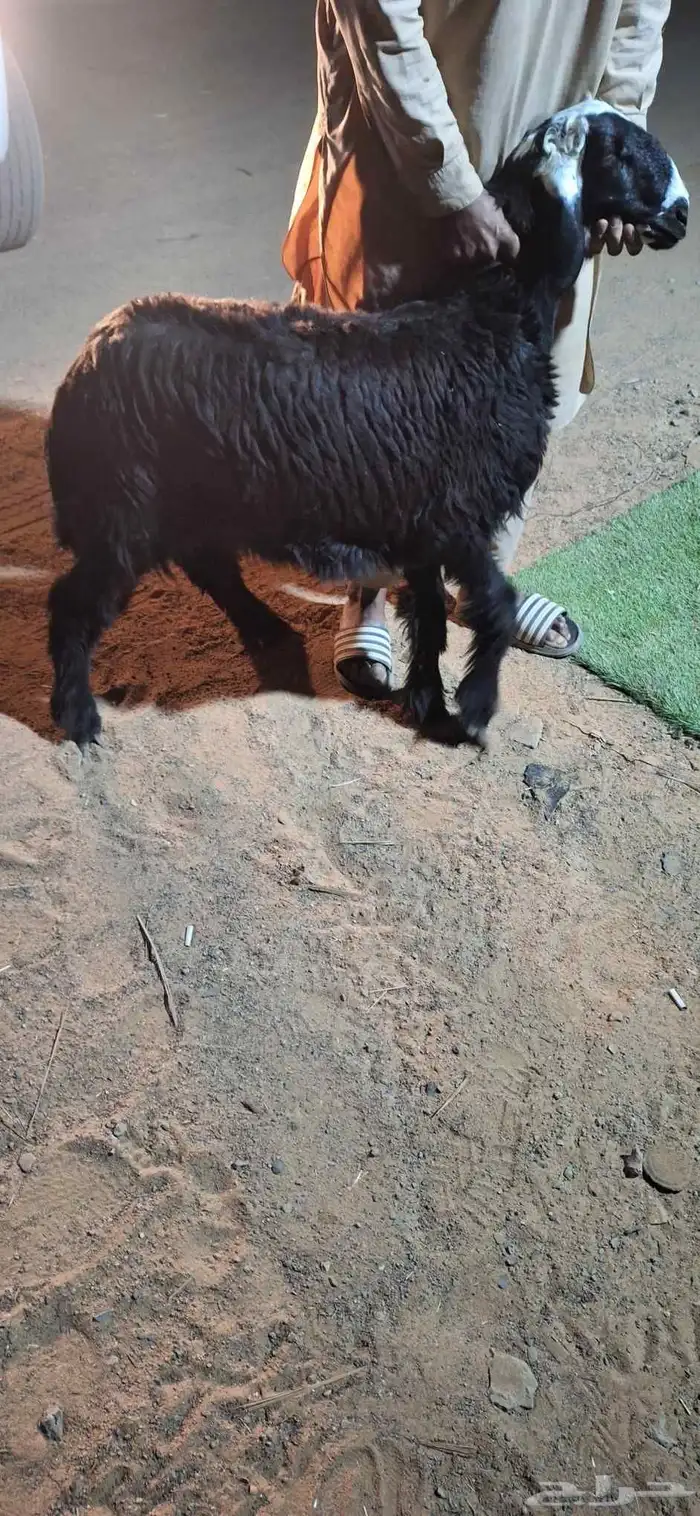 رخل البيع فل شحم وطيبة 0