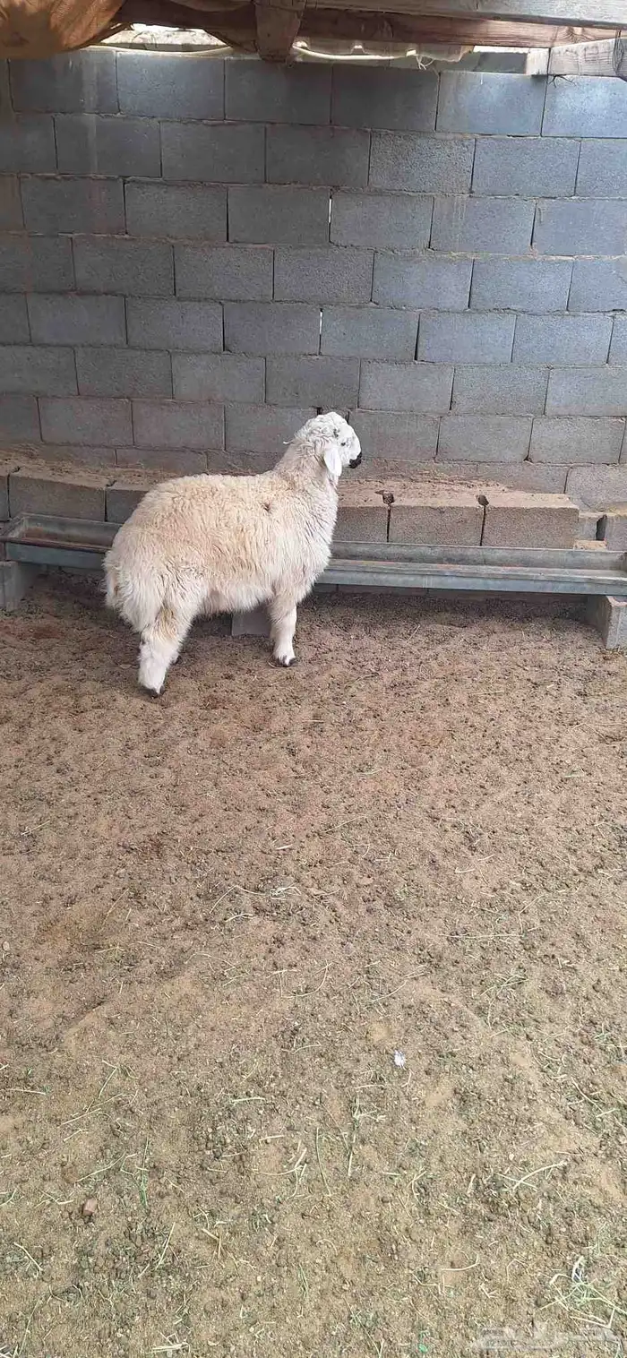 خروف جبر طيب للبيع تم البيع 3