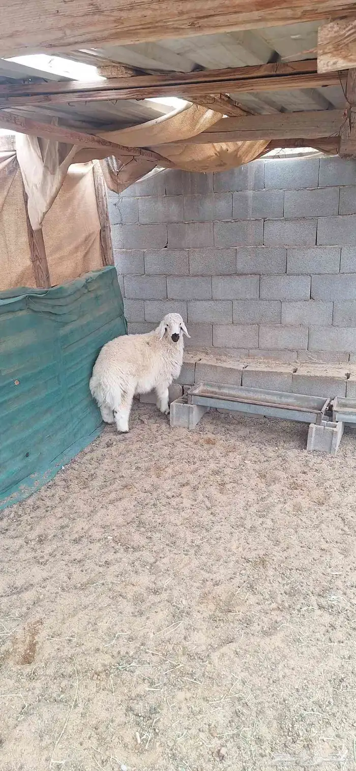 خروف جبر طيب للبيع تم البيع 0