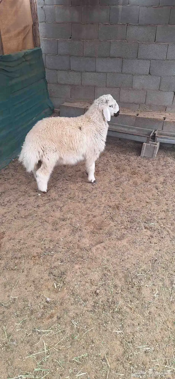 خروف جبر طيب للبيع تم البيع 2