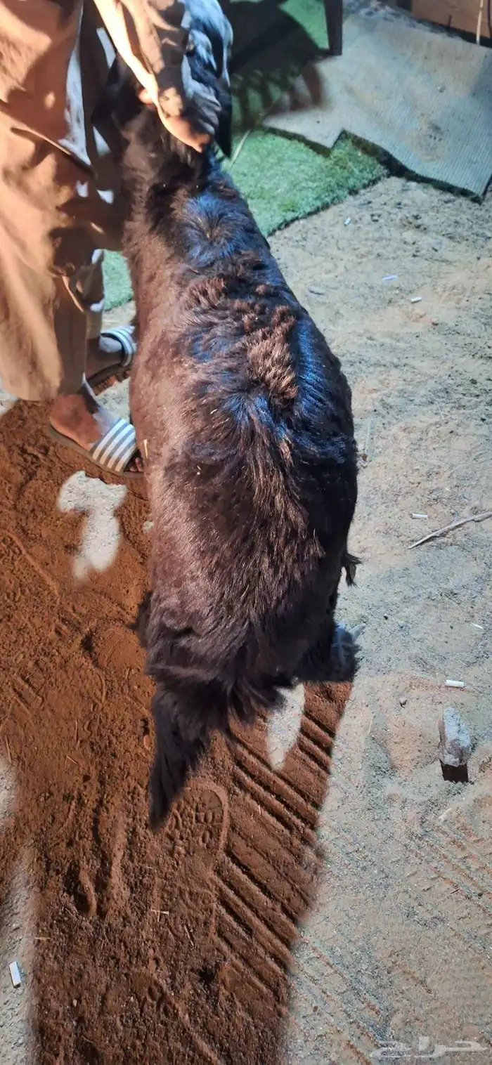 رخل البيع فل شحم وطيبة 1