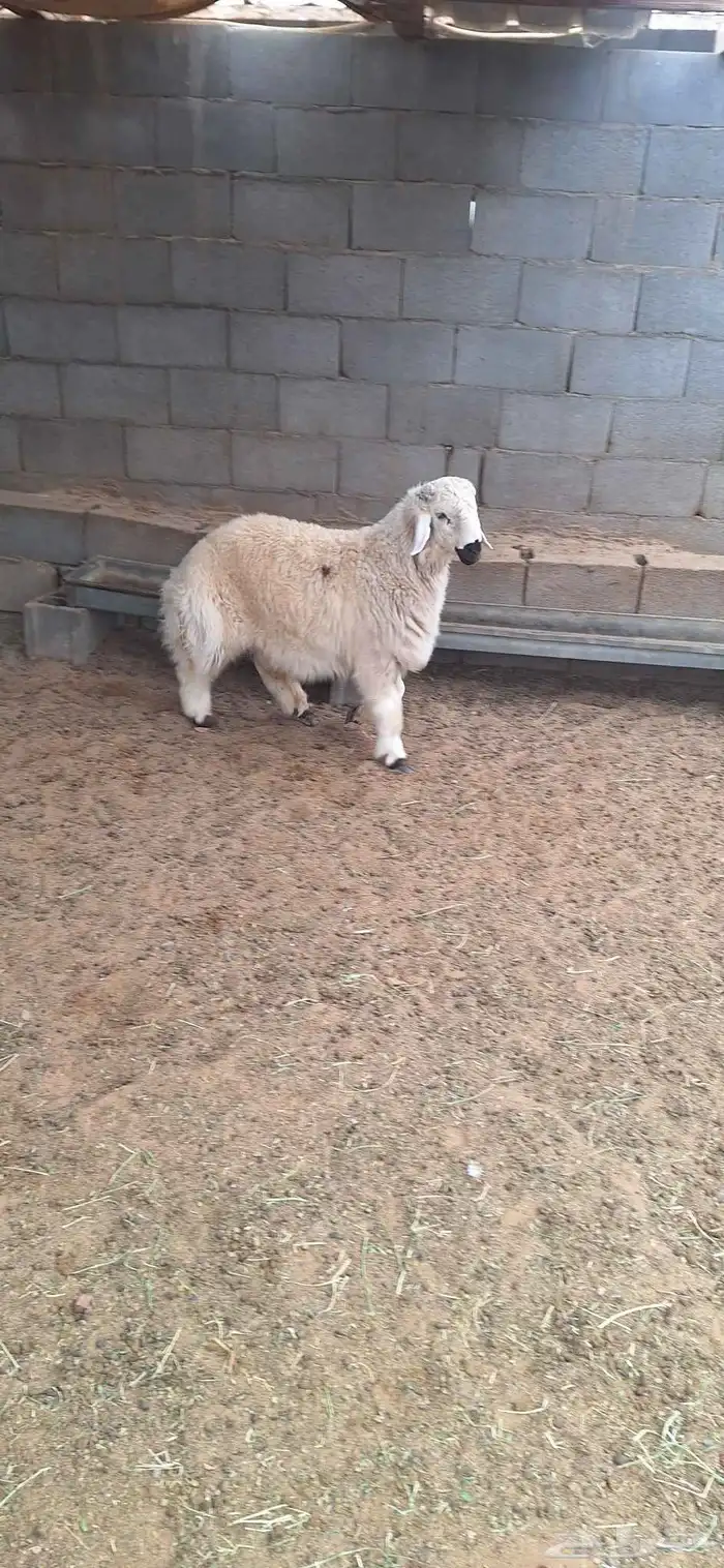 خروف جبر طيب للبيع تم البيع 1