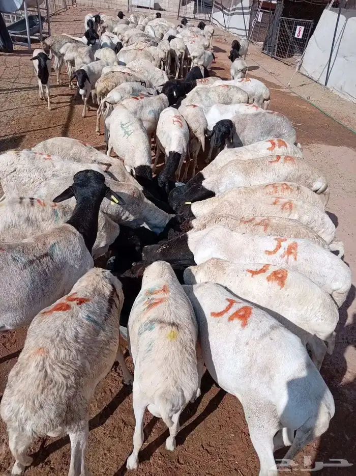 للتجار وأصحاب الملاحم لا يفوتك البرابر التربية بسعر480 4