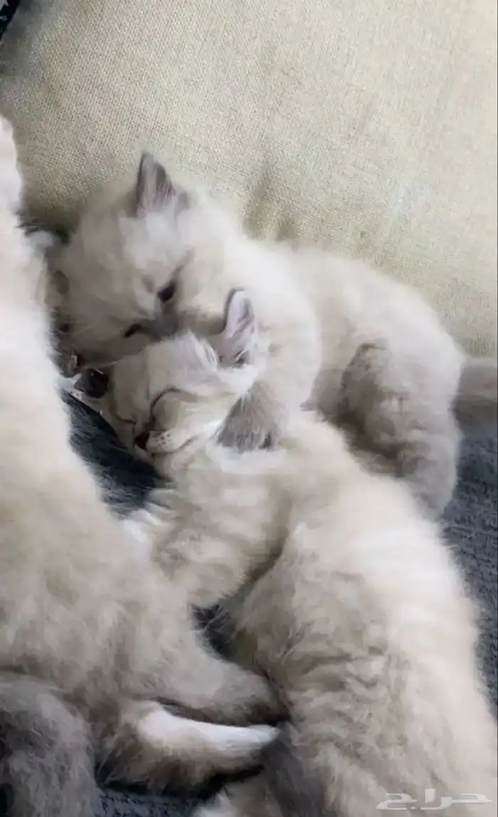 قط للتزاوج شيرازي مكس سكوتش 5