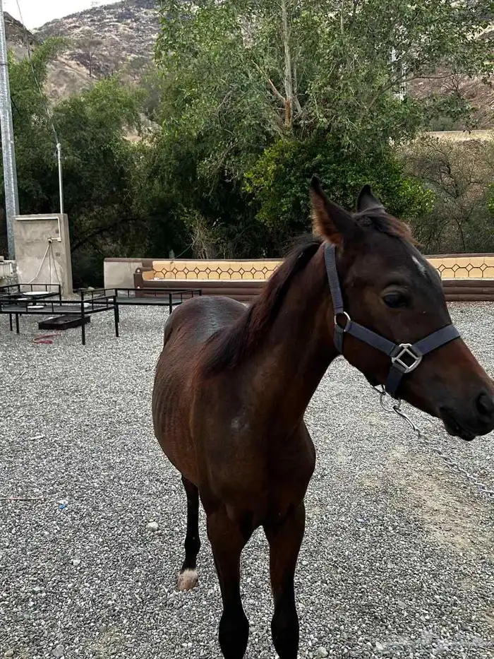 مهر شعبي عمر سنه البيع لأعلى سوم 0