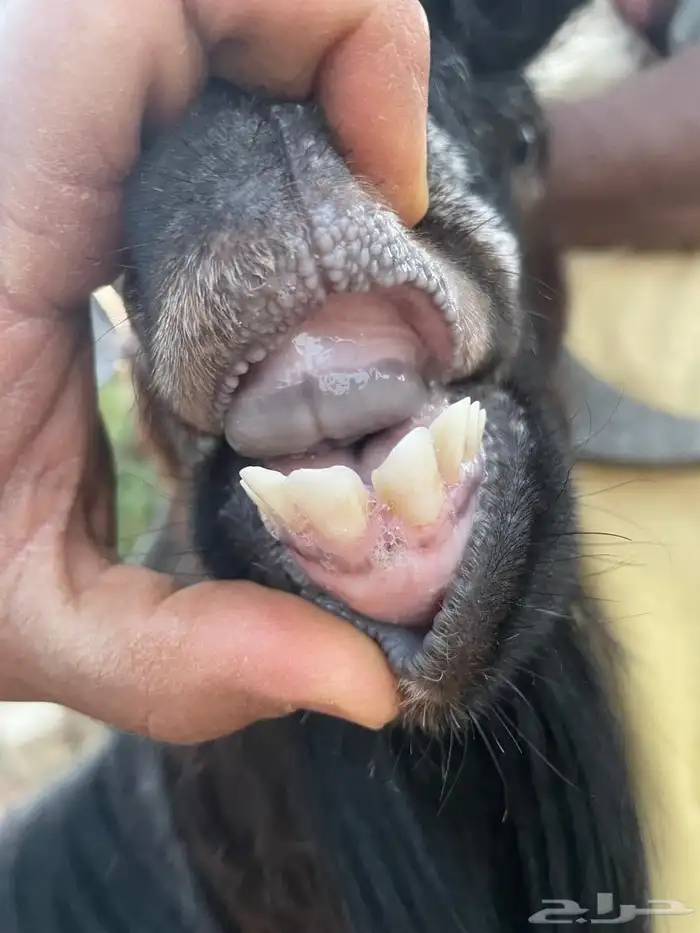 تيس ثني طيب عارضي حار وسمين 0