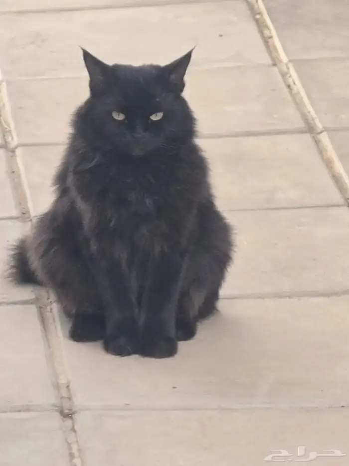 قطة لطيفة للتبني 1
