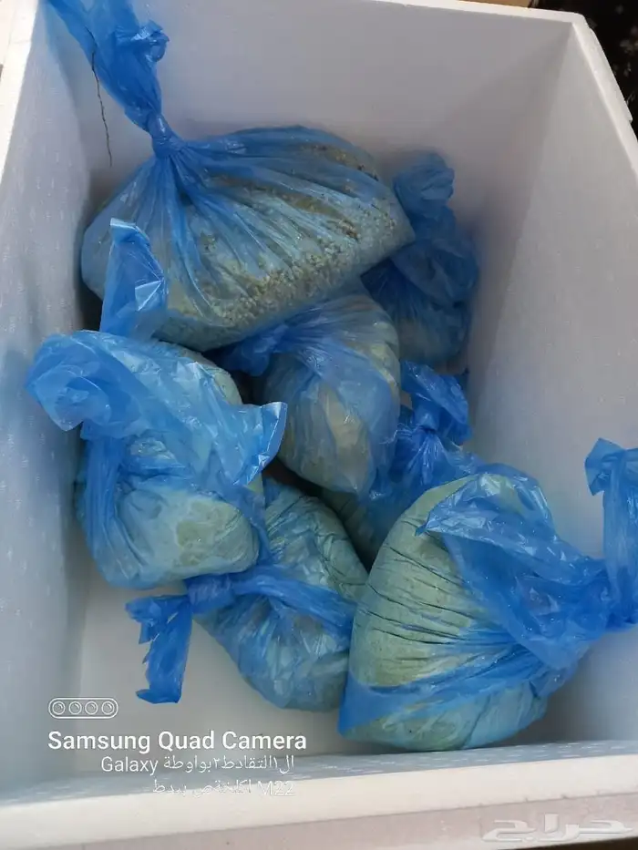 توفر الخضير الحب والجاهز حياكم الله 6