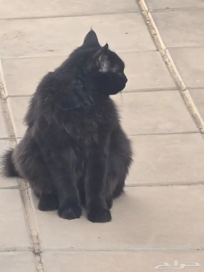 قطة لطيفة للتبني 0