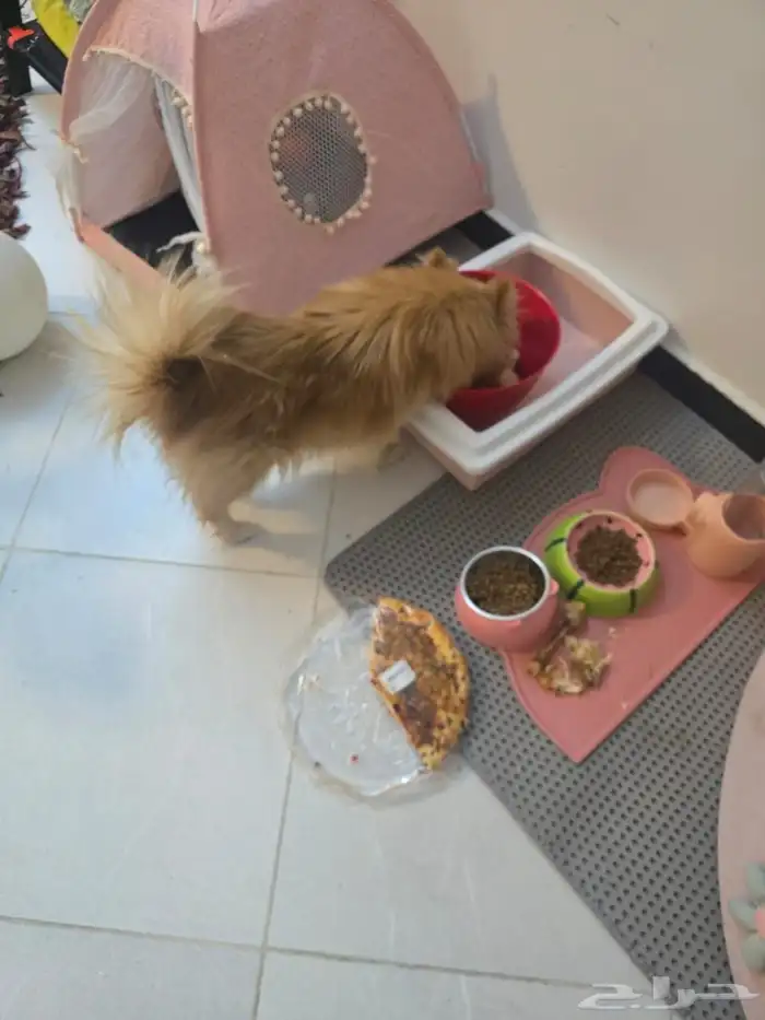 كلاب بومرينيان العمر 45 يوم معاهم جوازات تطعيم الجنس ذكور 8