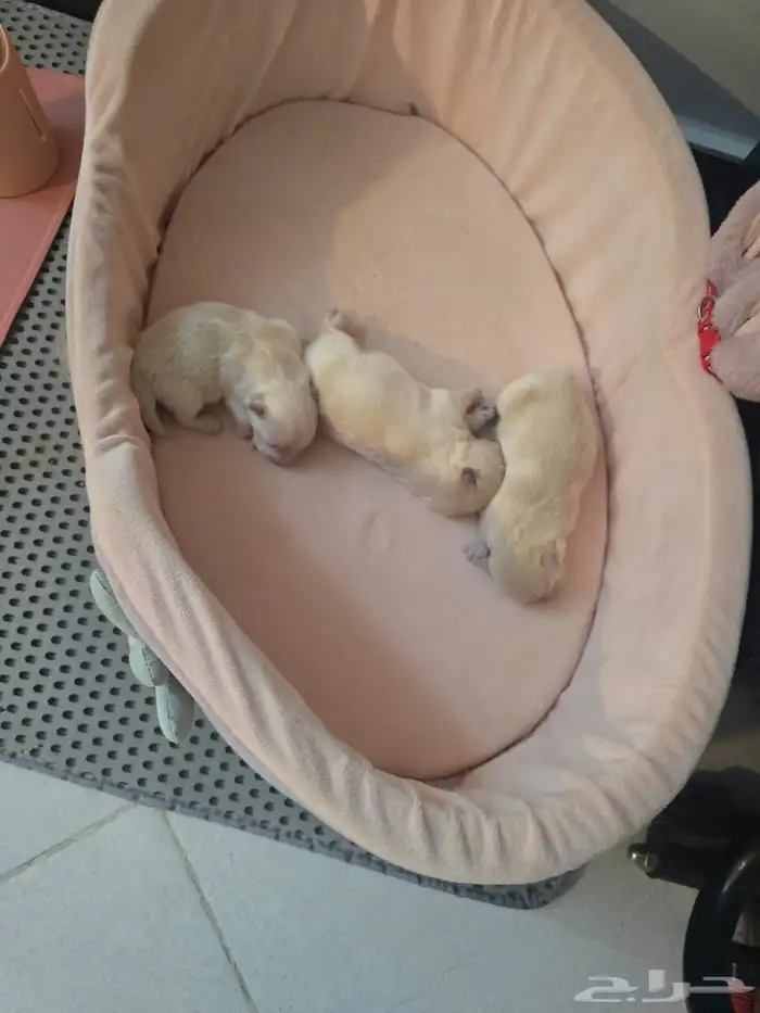 كلاب بومرينيان العمر 45 يوم معاهم جوازات تطعيم الجنس ذكور 9