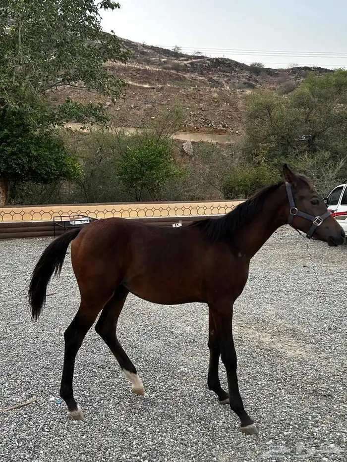 مهر شعبي عمر سنه البيع لأعلى سوم 2