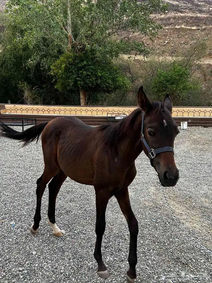 مهر شعبي عمر سنه البيع لأعلى سوم 1