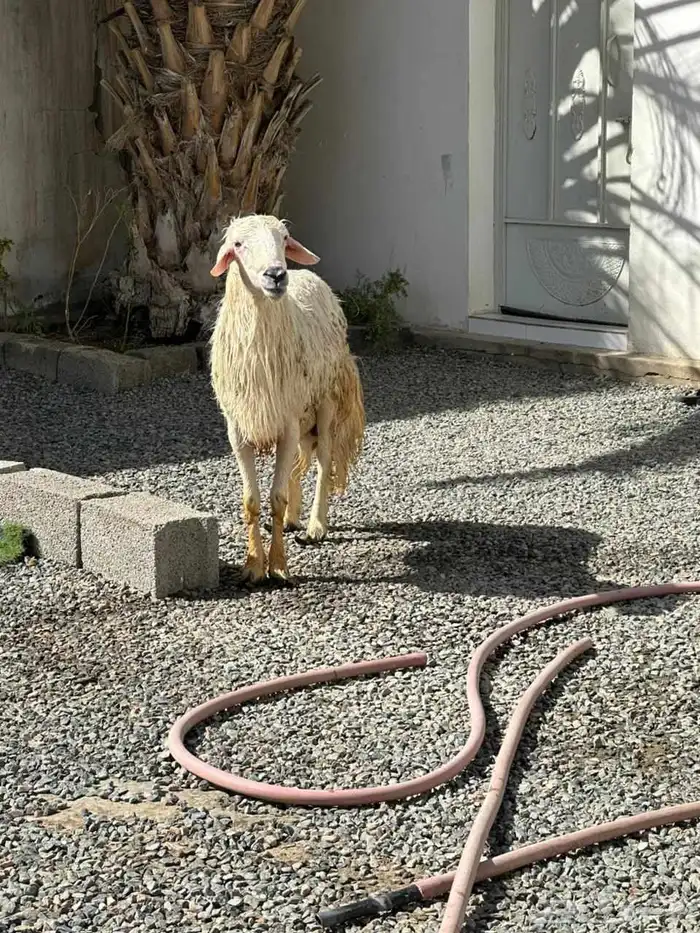 فحل بلدي اصفر كفوو وحار السن رباع وفيه مقاطع له في الواتس لص 1