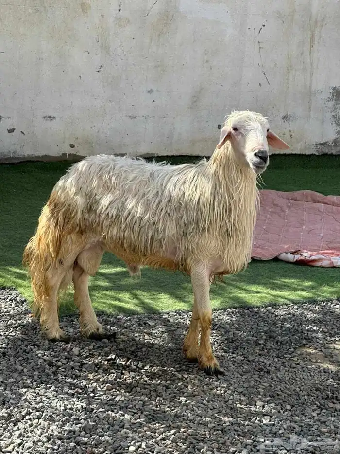 فحل بلدي اصفر كفوو وحار السن رباع وفيه مقاطع له في الواتس لص 0