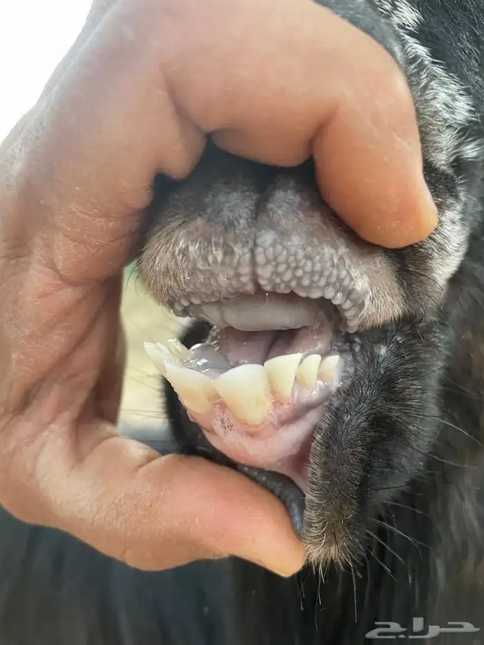 تيس ثني طيب عارضي حار وسمين 1