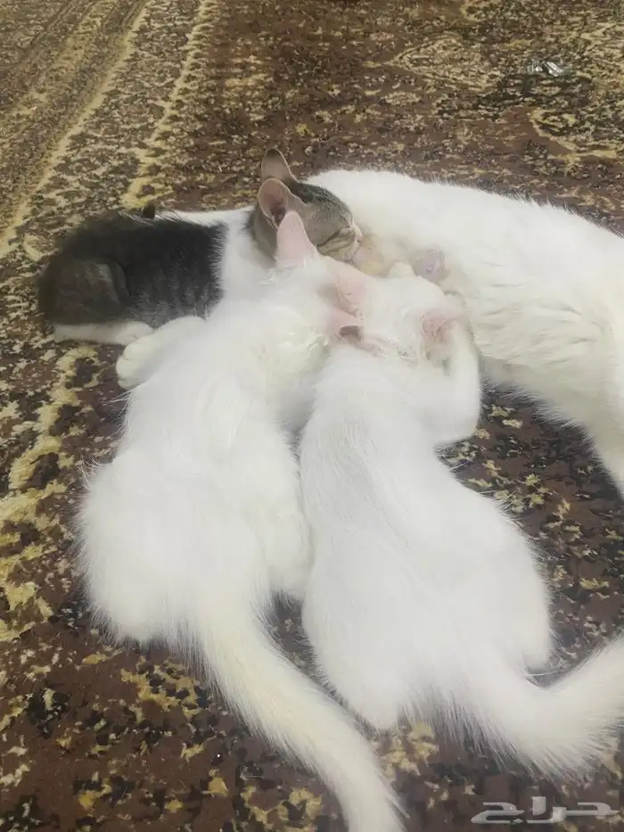 ققط سليم من الأمراض 1