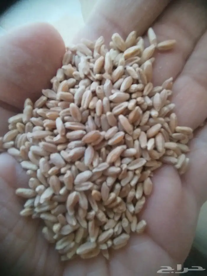 قمح زراعي ممتاز متن ولون ممتاز للطحن و البذر 0