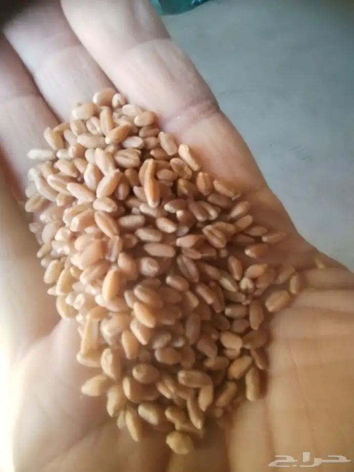قمح زراعي ممتاز متن ولون ممتاز للطحن و البذر 2