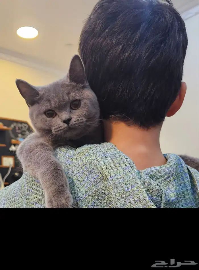 سكوتش بيور 1