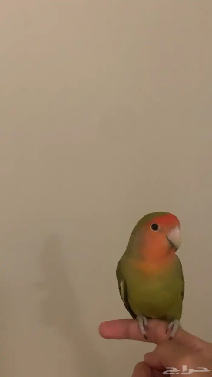 زوج روز للبيع 0