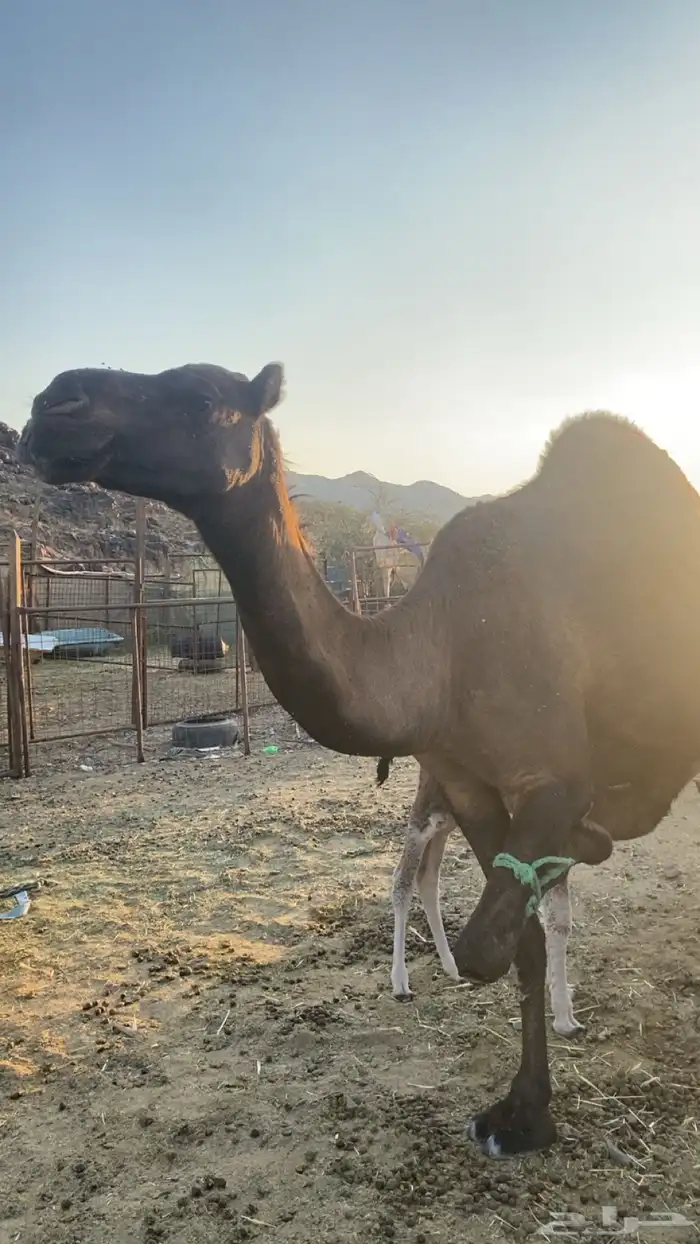 خلفه تحتها بكره جرم ولون ومشروطه من جميع عذاريب الابل 5