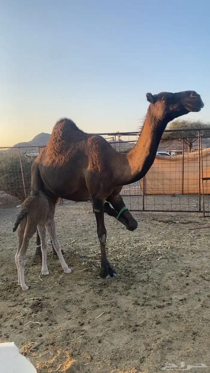 خلفه تحتها بكره جرم ولون ومشروطه من جميع عذاريب الابل 1