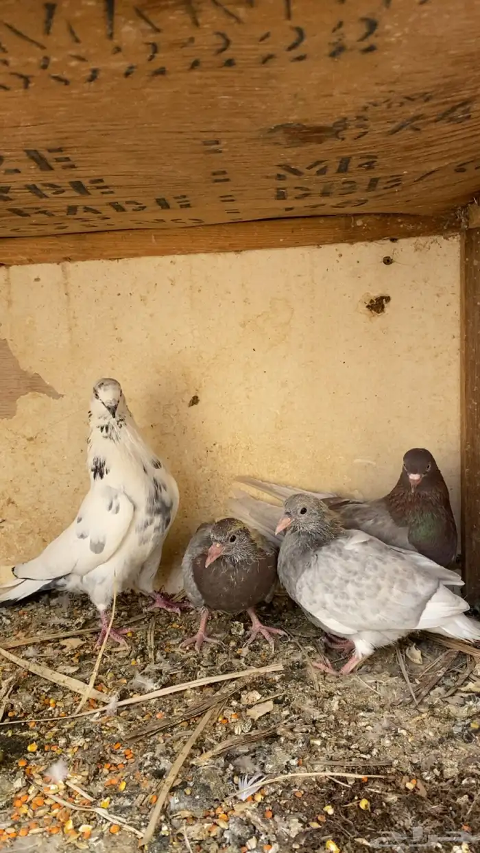 للبيع جوز قلابي بعيالة 3