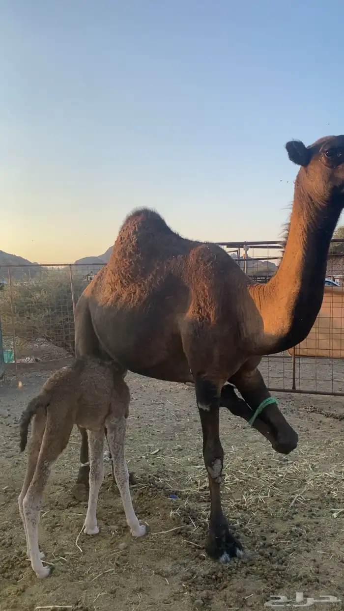 خلفه تحتها بكره جرم ولون ومشروطه من جميع عذاريب الابل 3