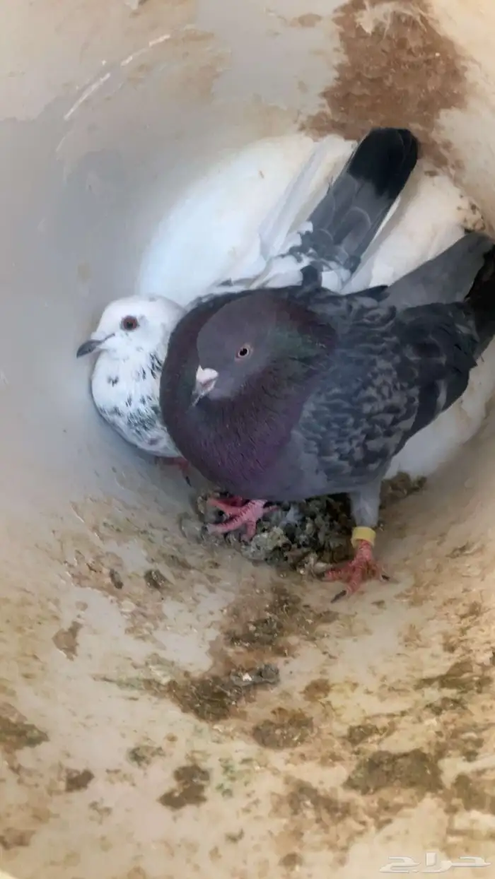 سلام عليكم ورحمة وبركاته عرض بكستاني متزوج قلابي حدي 100 0