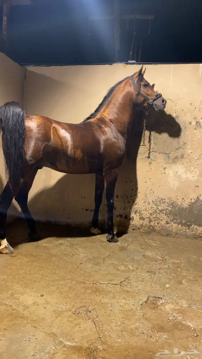 حصان فاخر ابن سليل الهواجر الحصان شرط مايشتكي من ولا شي 2