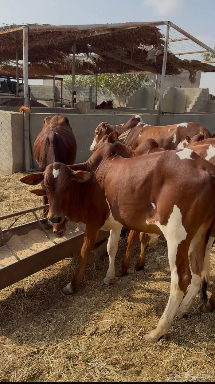 حسلان بلدي سمان وطيبه 7