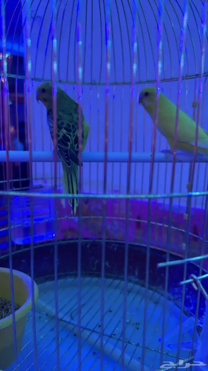 كل الحراج 12