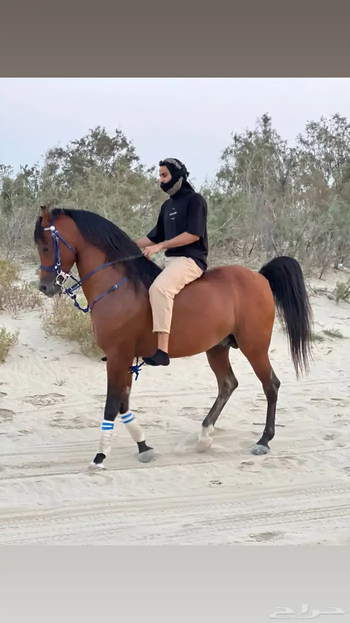 حصان فاخر ابن سليل الهواجر الحصان شرط مايشتكي من ولا شي 5