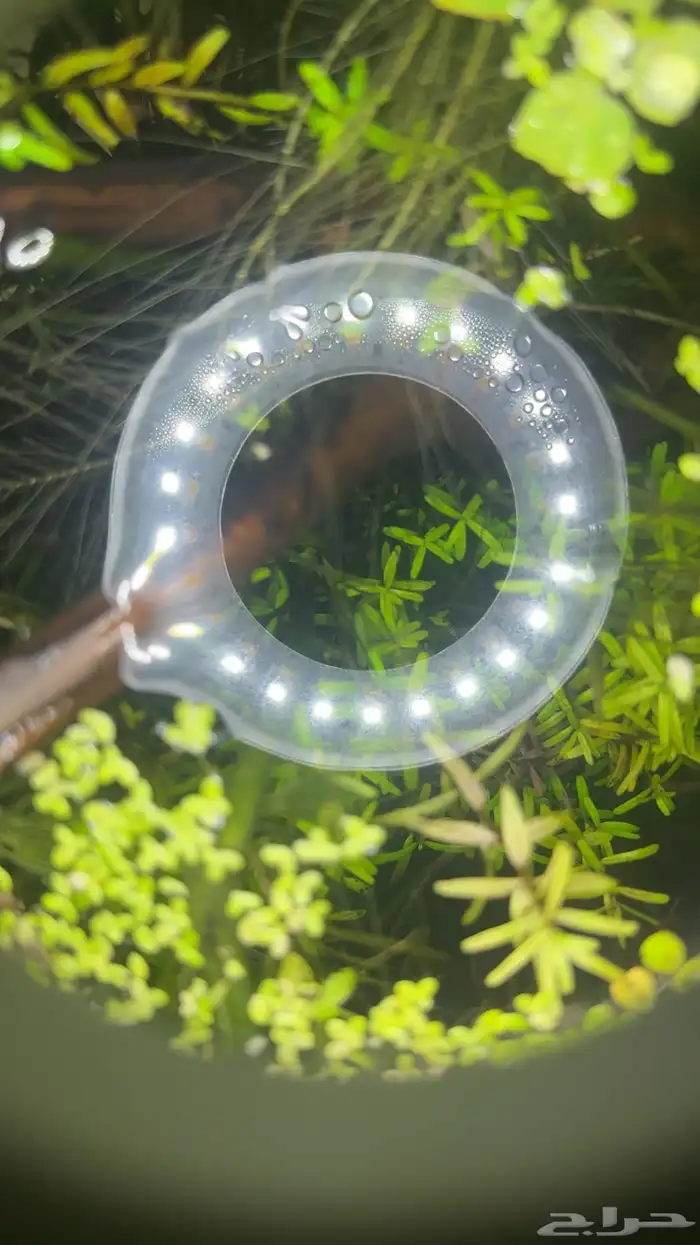 حوض ربيان مزروع دائري للبيع 3