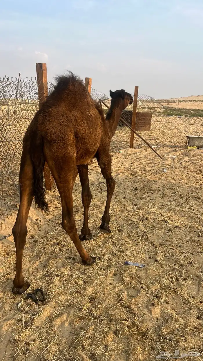 قعود ولد الثقيل العمر 6 شهور 1