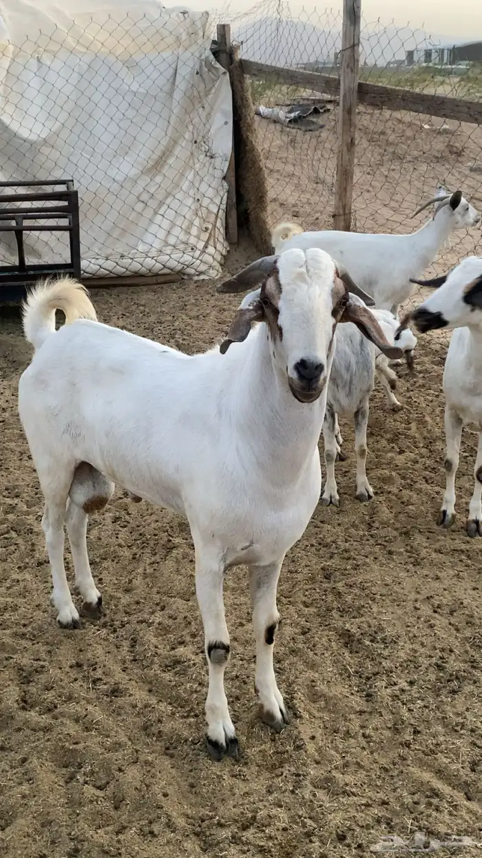 تبس بيشي صنف فحل 0