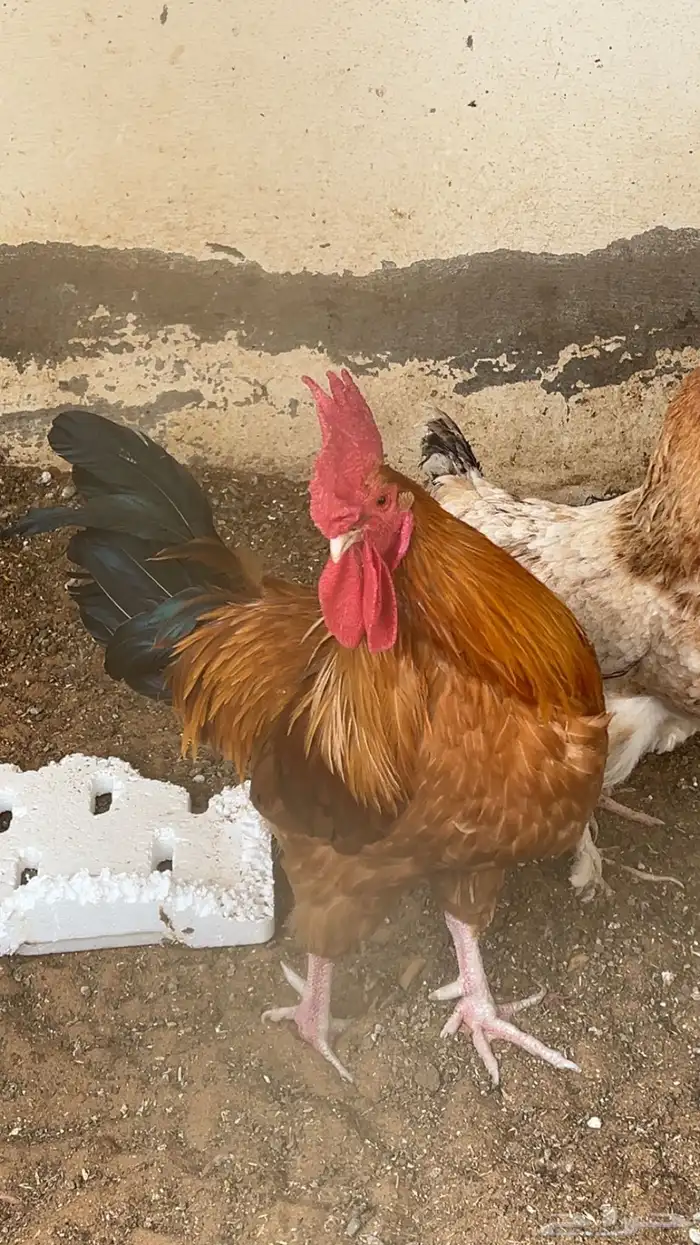 ديك وأربع دجاجات فرنسي دم صافي خاليه من الأمراض والعيوب 2