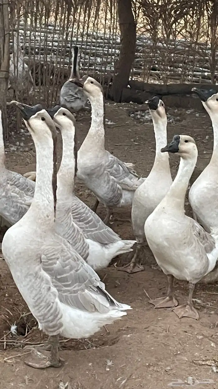 وز عراقي كوبرا 0