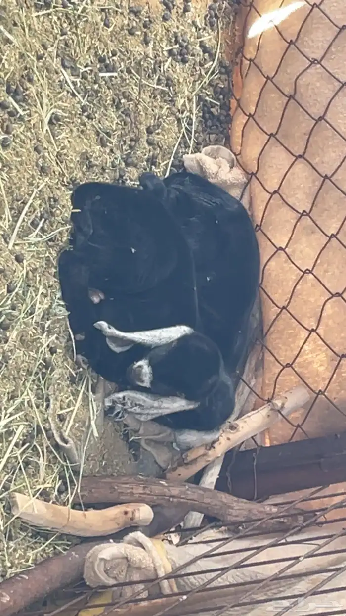 عنز ثنيه معه توم تيس وعناق 1