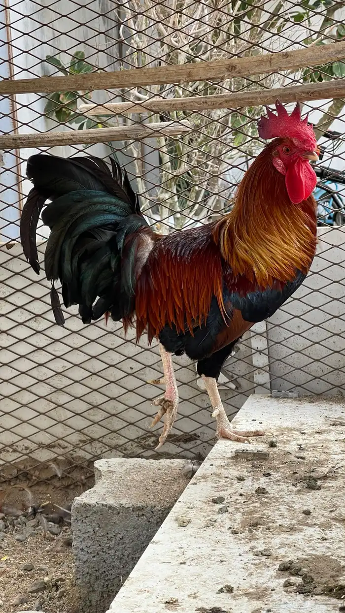 ديك فري سيافي التفاصيل في اعلاني الرئيسي يوجد ديوك غيره 5