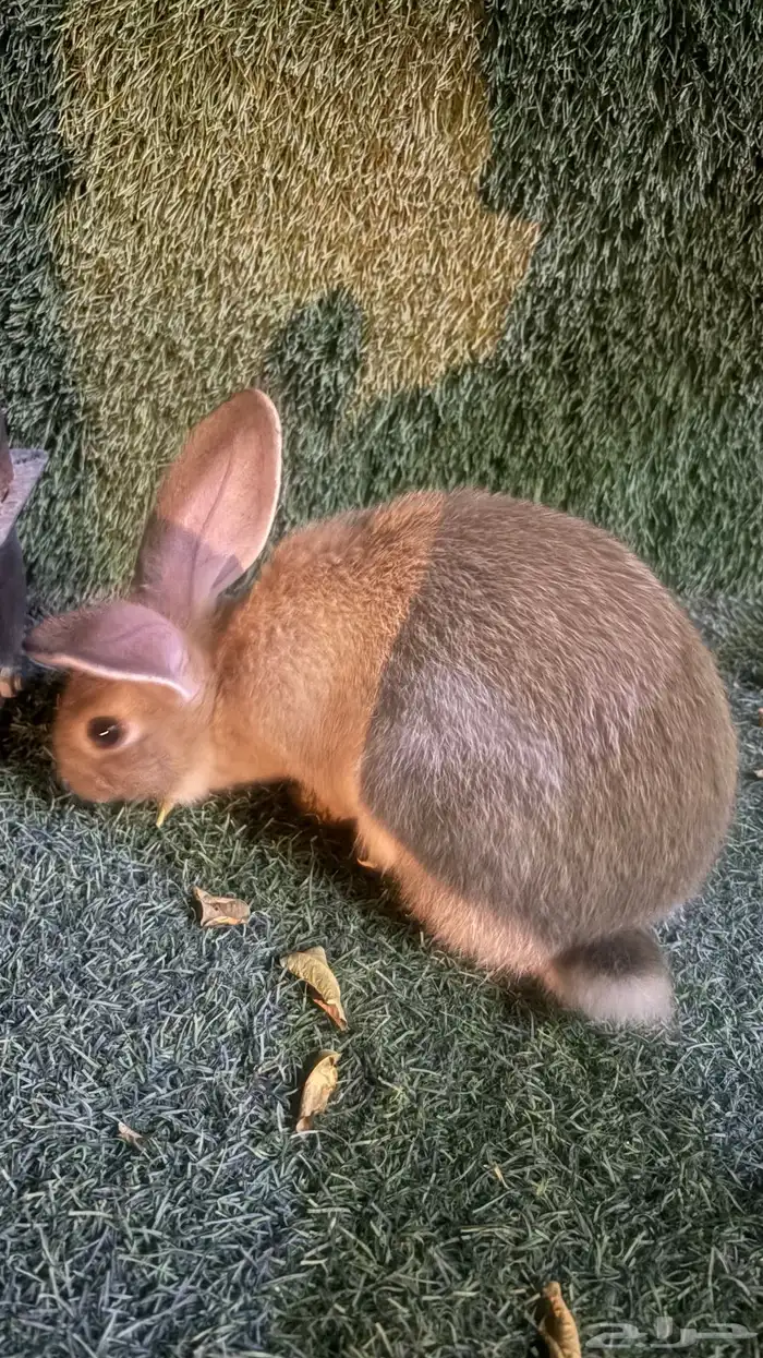 ارانب للبيع 2