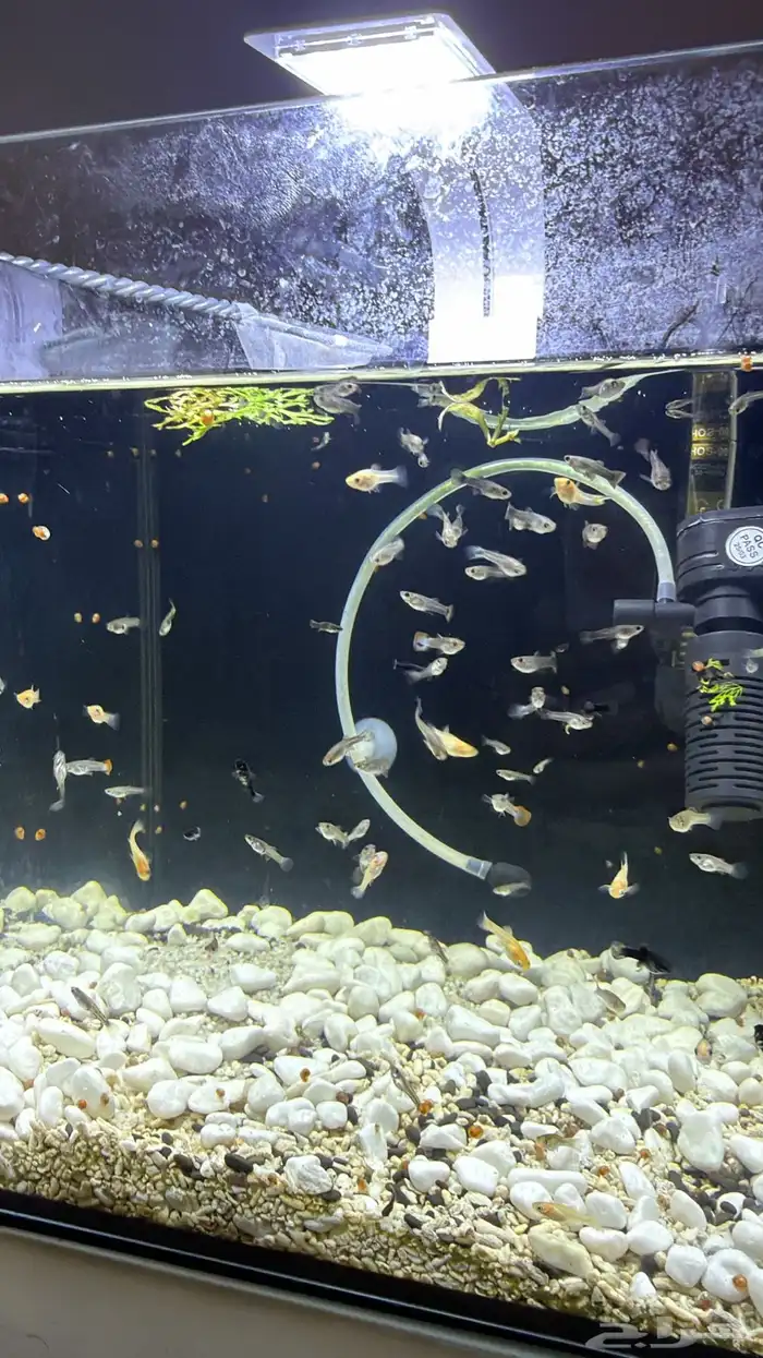 فروخ مولي بالون ومولي وقوبي 3