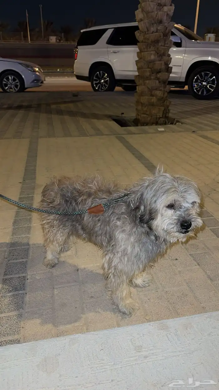 كلب مالتيز 1